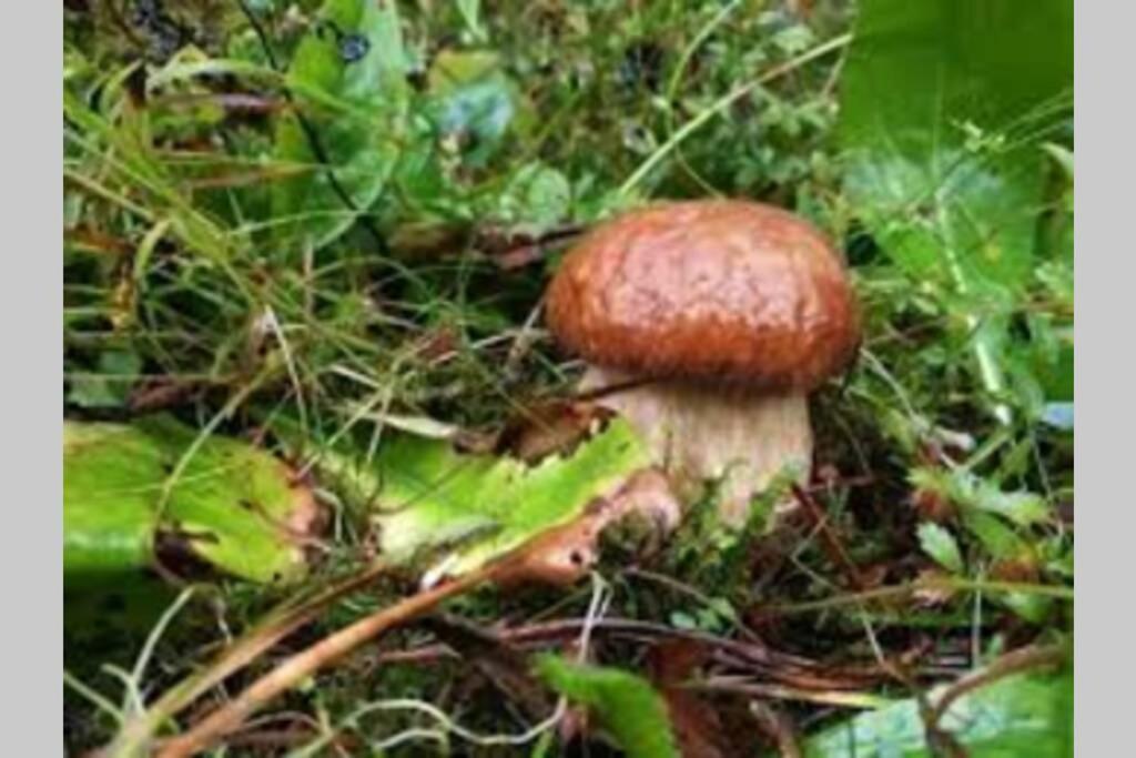 Hut At The Forest Male Brusnice 外观 照片
